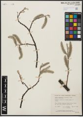 Foto von Salix alaxensis (Andersson) Coville